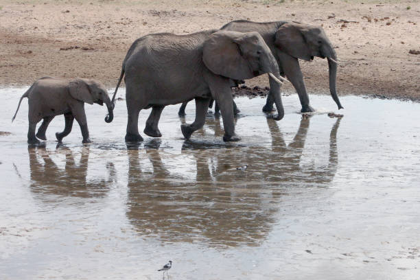 istock baby elephant follows behind parents 667642454