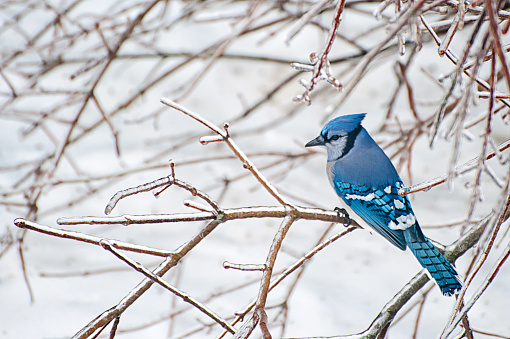 Blue jay sitting on an icy branch