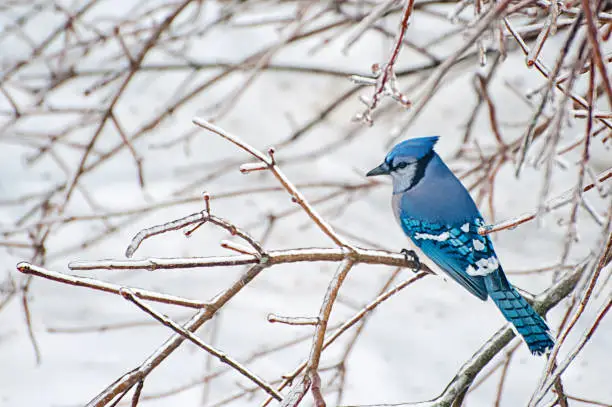 Photo of Blue Jay