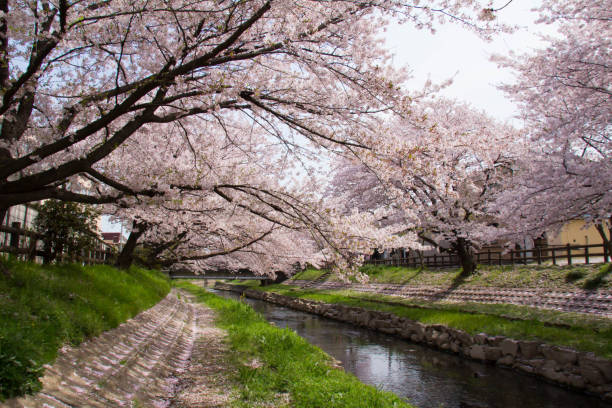 istock Cherry blossoms in moto arakawa in full bloom 667648536