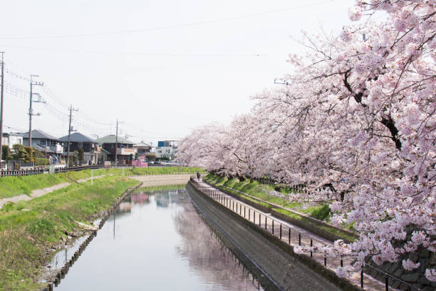 istock Cherry blossoms in moto arakawa in full bloom 667648640