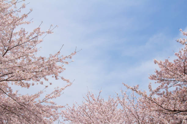 istock Cherry blossoms in full bloom and blue sky 667650282