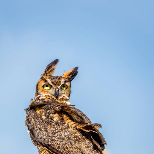 istock Great Horned Owl Looking Backwards in the Wind against a Blue Sky 667656686