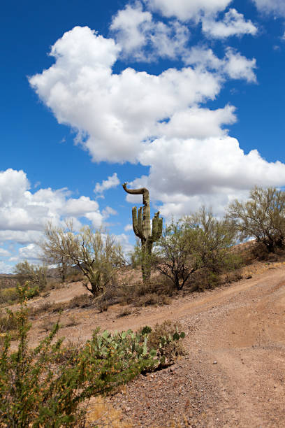 Fleur de Cactus Saguaro - Photo