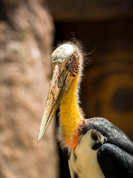 istock Image of a Lesser adjutant stork. wild animals. 667657746