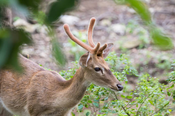 Image Of Young Sambar Deer On Nature Background Stock Photo - Download  Image Now - Agricultural Field, Animal, Antelope - iStock
