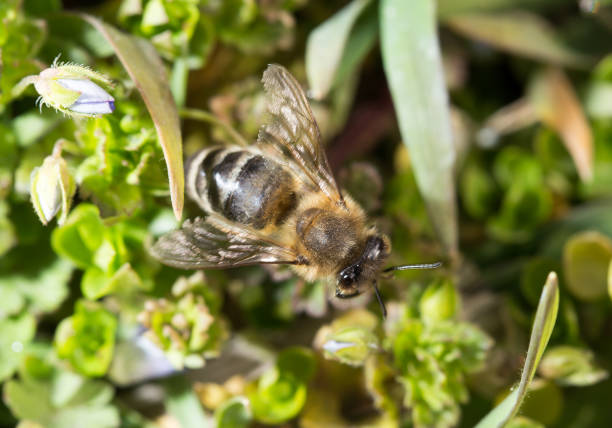 istock Bee in the grass on the flowers 667657910