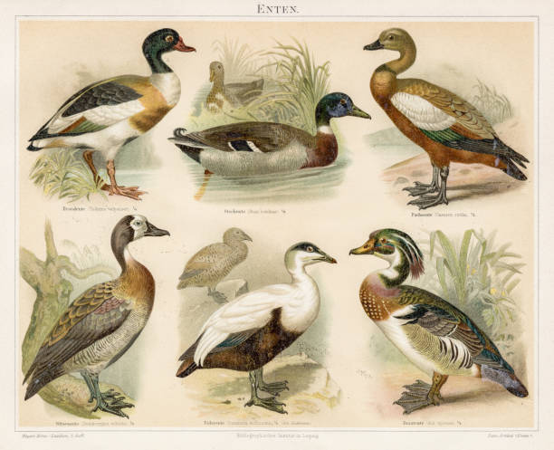 Ducks chromolithograph 1895 Meyers Konversations-Lexikon. Ein Nachschlagewerk des allgemeinen Wissens, 5th edition 17 volumes Bibliographisches Institut - Leipzig 1895-1897 mallard duck stock illustrations