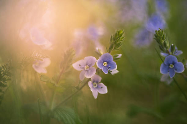 Morning light over blue flowers in the field