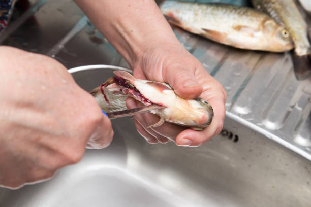 istock The cook pulls the guts out of the fish 667668008