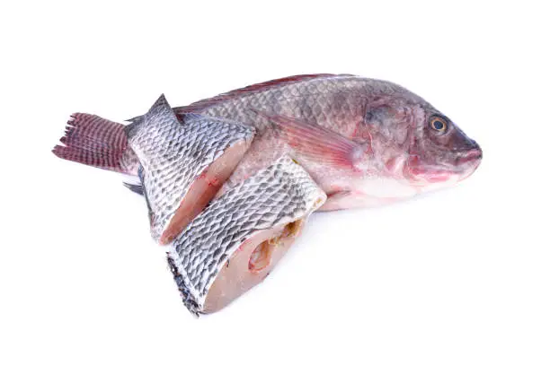 Photo of whole and portion cut fresh Nile Tilapia fish on white background