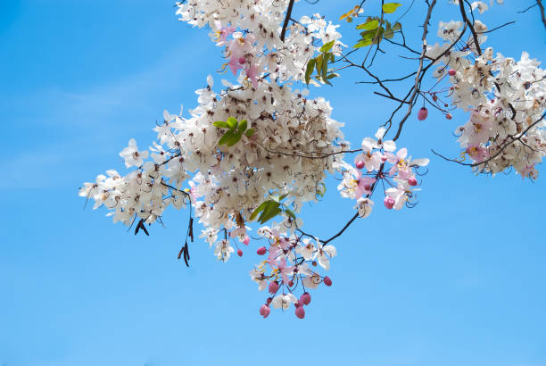 istock Branch of apple blossom tree flower on clear blue sky background 667671478
