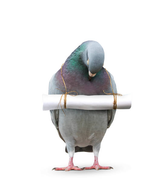 istock pigeon bird and paper letter message hanging on neck for communication technology and press media in future 667672150