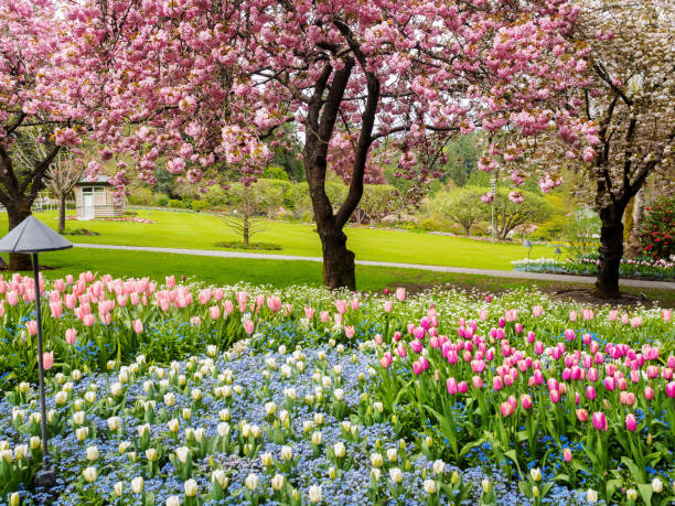 istock Tulip border under blossoming cherry trees in the spring garden 667672248