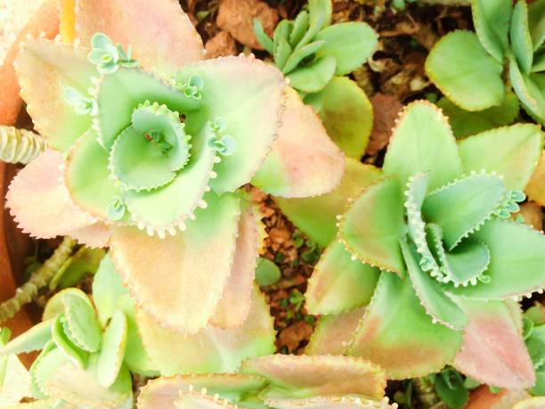 istock Kalanchoe daigremontiana Raym.-Hamet & Perr. 667685288
