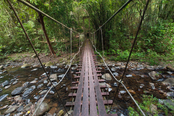 istock nature trail,path with wooden bridge in deep forest (National Park, Thailan) 667693476