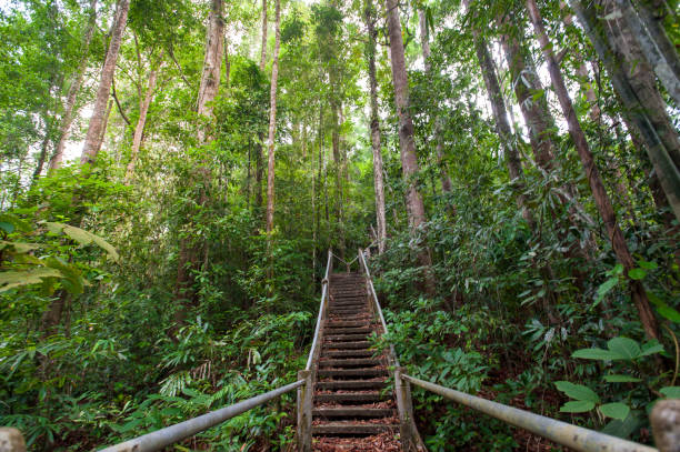 istock nature trail,path with wooden bridge in deep forest (National Park, Thailan) 667693480