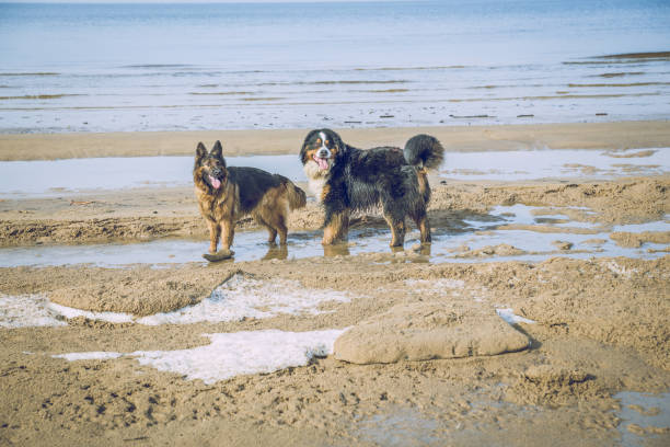 istock Two dogs on the Baltic sea. 667693546