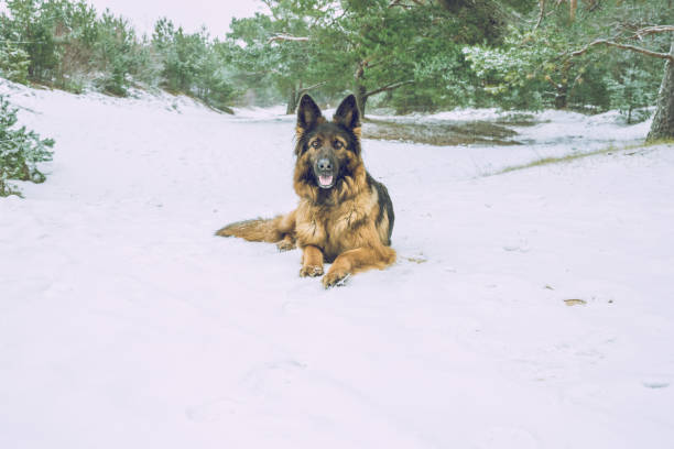 German Shepherd Dog in winter.
