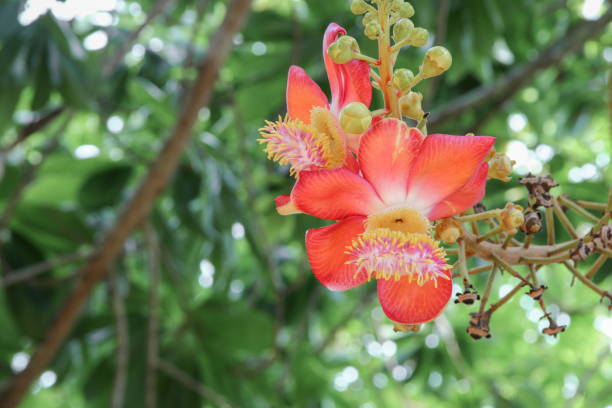 istock Cannon ball flower Beautiful  (Couroupita guianensis Aubl) Sal Tree 667697284