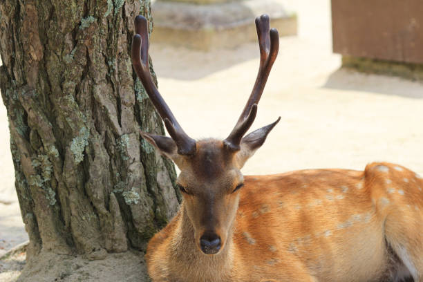 istock torii Of Miyajima And Deer 667697778