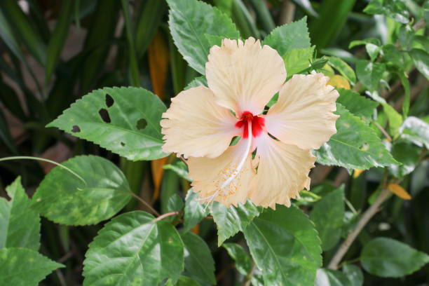 istock Hibiscus flower beautiful on tree Close up 667697936