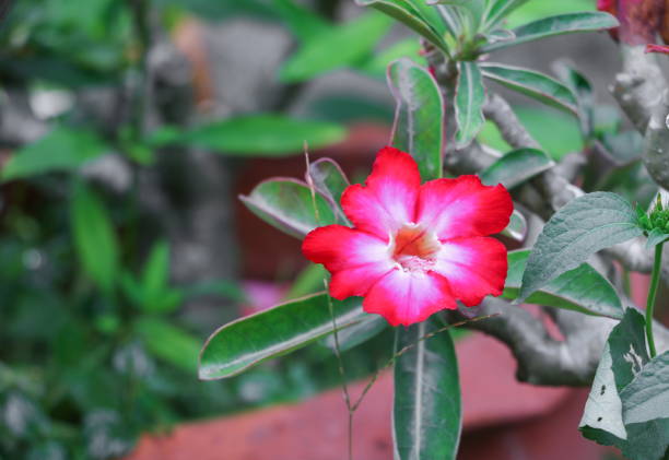 istock desert rose Tropical flower on a tree or Impala Lily beautiful 667698428