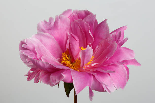istock Pink peony flower isolated on gray background. 667701814