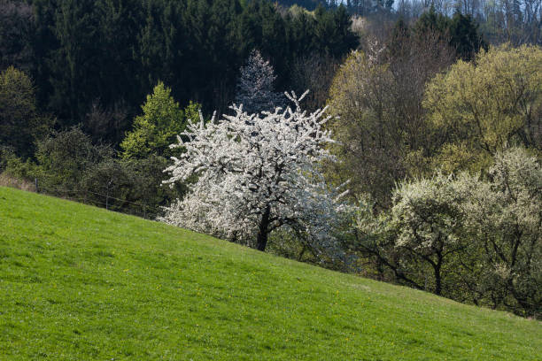 istock appletrees with bloom in south germany 1 667704300