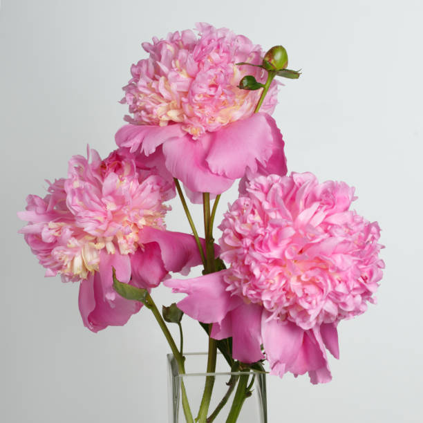 istock Bouquet of three pink peony isolated on gray background. 667704334