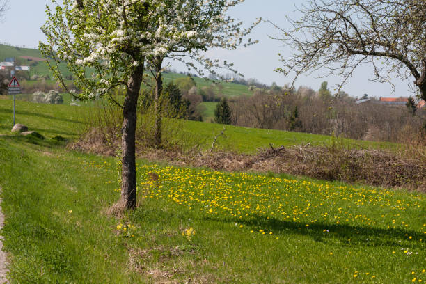istock appletrees with bloom in south germany 1 667704524