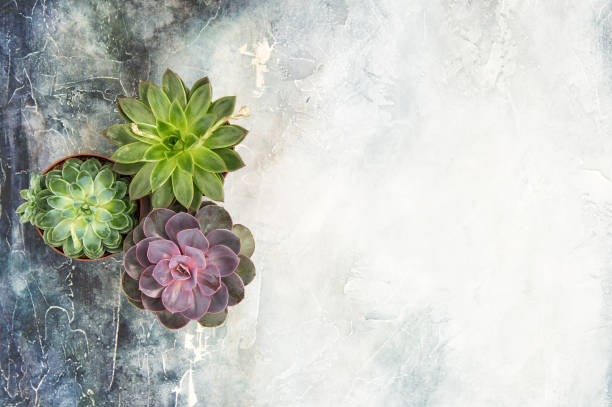 istock Succulent plants Minimal floral flat lay 667707312