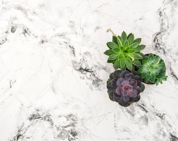 istock Succulent plants marble background floral flat lay 667707432