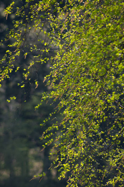 istock appletrees with bloom in south germany 2 667707506