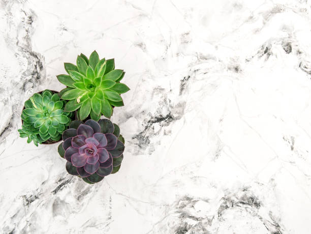 istock Succulent marble background floral flat lay 667708148