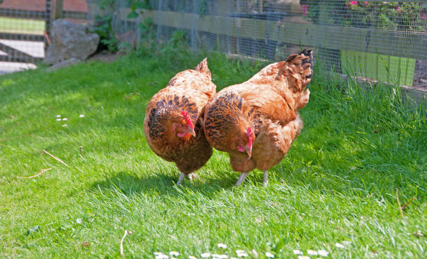 due galline e un verme - poultry animal curiosity chicken foto e immagini stock
