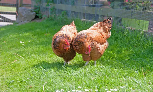 Two hens trying to eat a worm