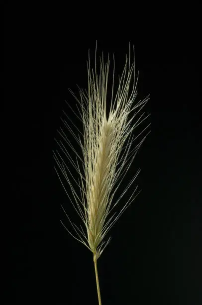 barley; Hordeum vulgare, grain