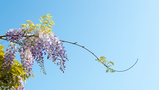 Violet Wisteria in the sun with a clear blue sky behind.