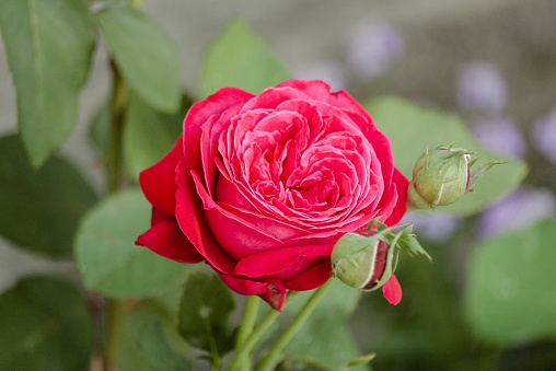 Roses on green blurred background with red petals. Blooming pink rose in the garden. Selective focus