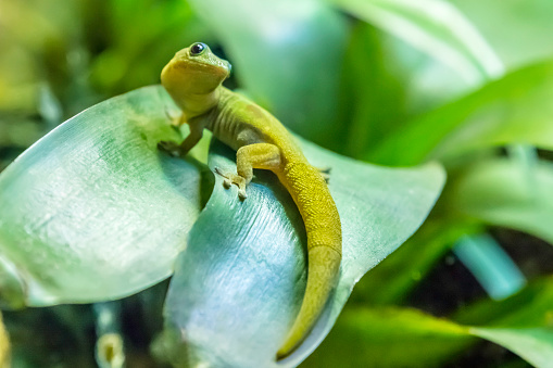 Gold dust day Gecko feeds on insects and nectar, lives in Madagascar.