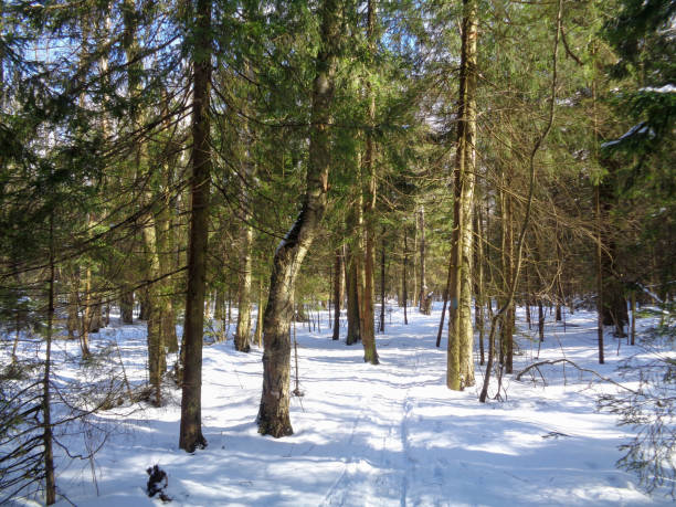 istock Forest and melting snow. Russia 667727080