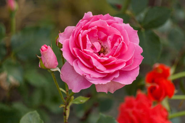 istock Roses with pink petals 667727504
