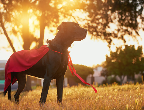 Shot of a dog with a cape standing outside