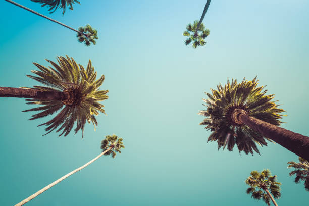 istock Rodeo Drive Beverly Hills Palm Trees 667730648