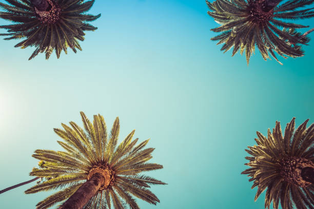 istock Beverly Hills Los Angeles Rodeo Palm Trees 667730650