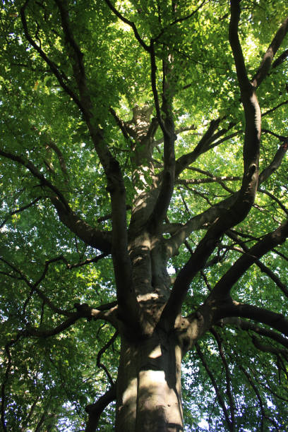 istock Forest of Chantilly - Oak 667730944