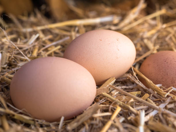 istock Close-up brown chicken eggs on a bed of straw 667731378