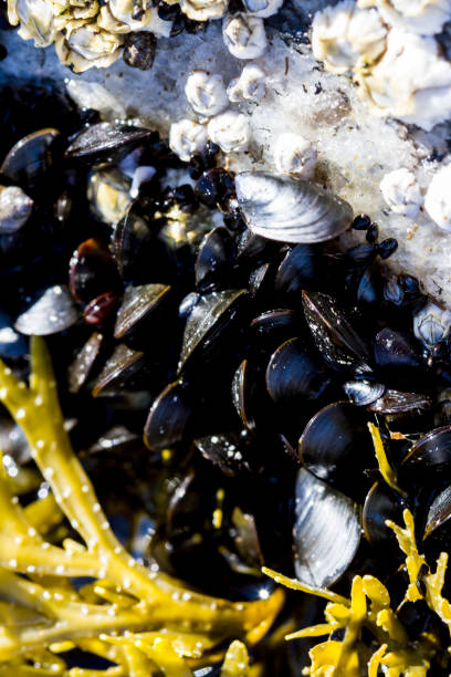 Seashells and seaweed. Close-up image.