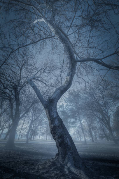 istock old trees in a forest with fog 667737730